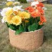 Цветник КАНЬОН купить в Пятигорске